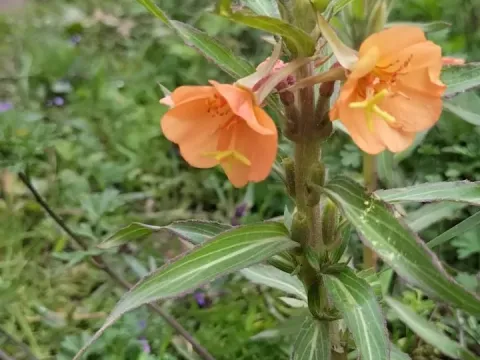 Энотера разноцветная