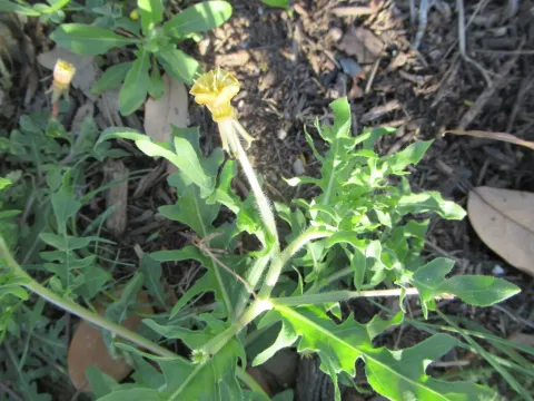 Cutleaf evening primrose
