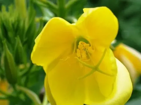 Evening Primrose hybrids