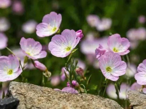 Prostrate evening primrose