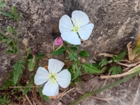 Oenothera tetraptera