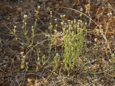 Ortegia