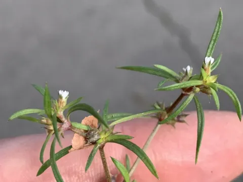 Oldenlandia capensis