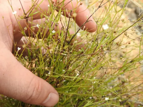 Oldenlandia heynei