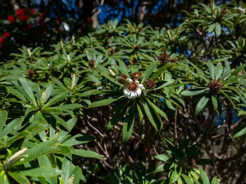 Olearia angustifolia
