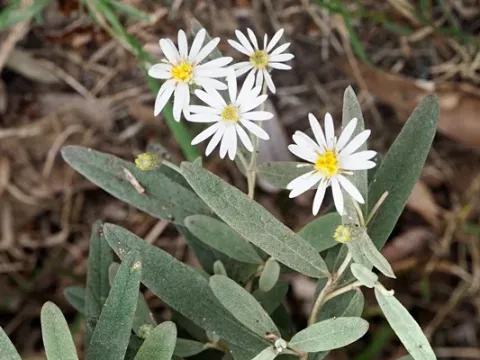 Olearia buchananii