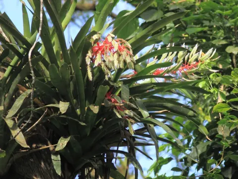 Aechmea dichlamydea