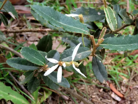 Olearia erubescens