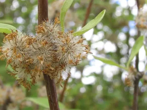 Hector's Tree Daisy