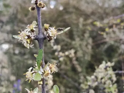 Олеарія запашна