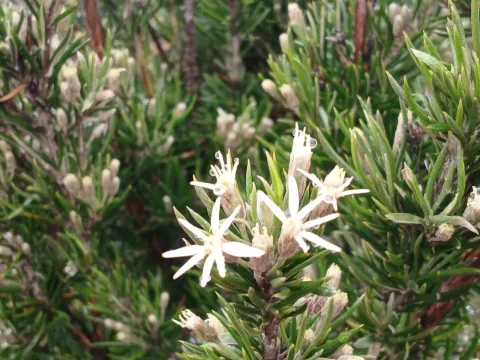 Pine-leaved daisy bush