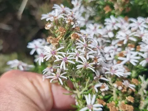 Олеария ветвистая