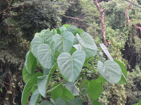 Omphalea