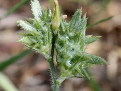 Cock's-comb sainfoin
