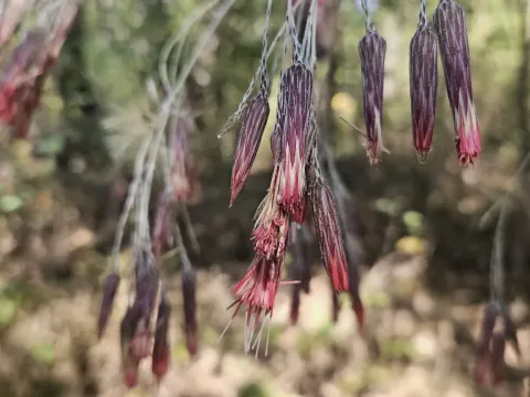 Onoseris