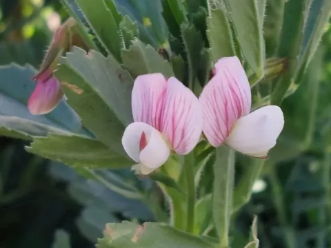 Ononis biflora