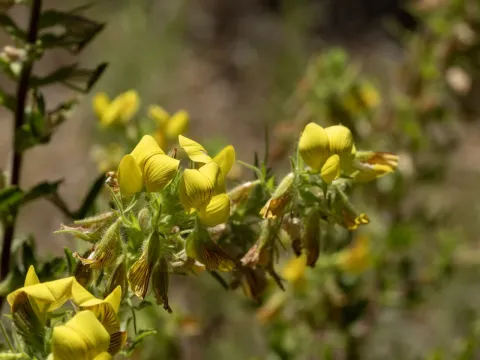 Yellow restharrow