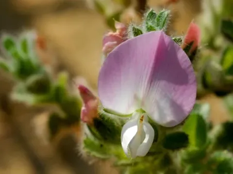 Spiny restharrow