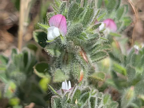 Ononis reclinata
