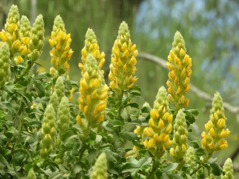 Стальник красивый