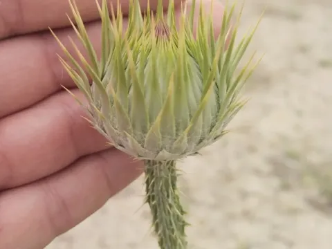 Onopordum leptolepis