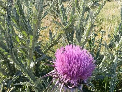 Onopordum macracanthum