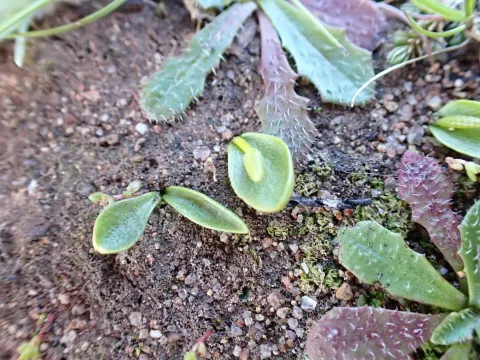 Adder's-tongue