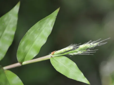 Burmann's basketgrass