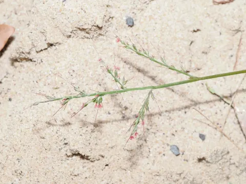 Basket grass