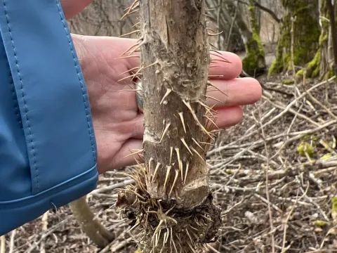 Oplopanax