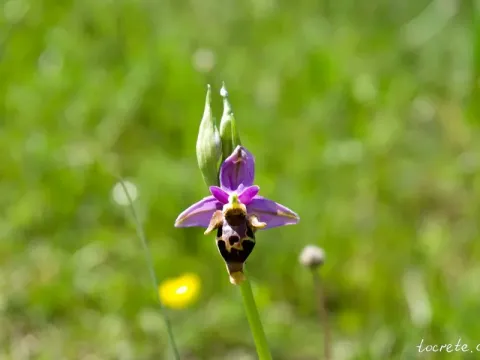 Ophrys