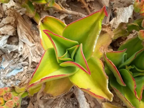 Opophytum