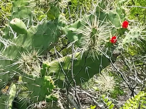 Consolea macracantha