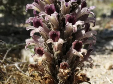 Cooper's broomrape