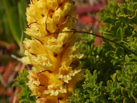 Orobanche densiflora