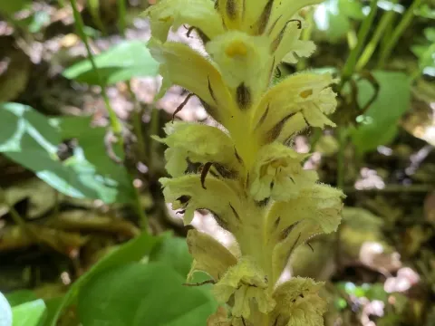 Yellow broomrape