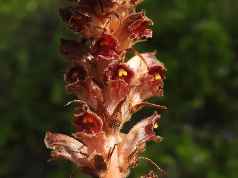 Slender broomrape