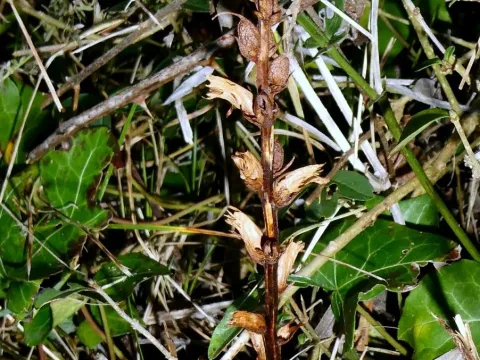 Ivy broomrape