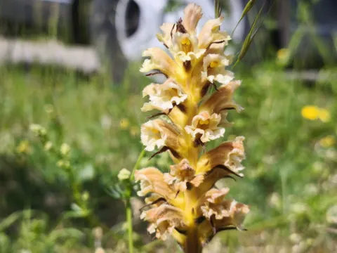 Yellow broomrape