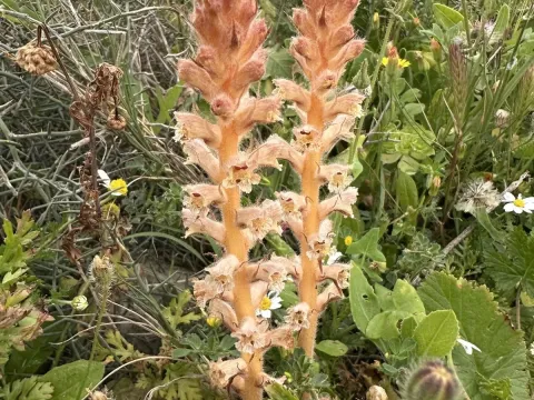Orobanche pubescens