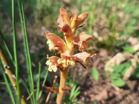 Germander broomrape
