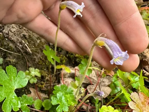 One-flowered broomrape