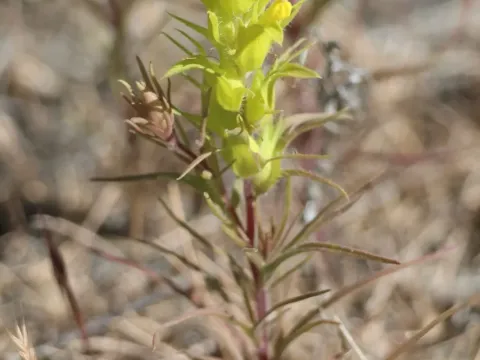 Orthocarpus