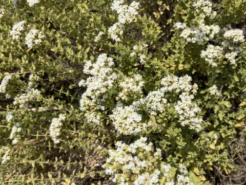 Turkish oregano