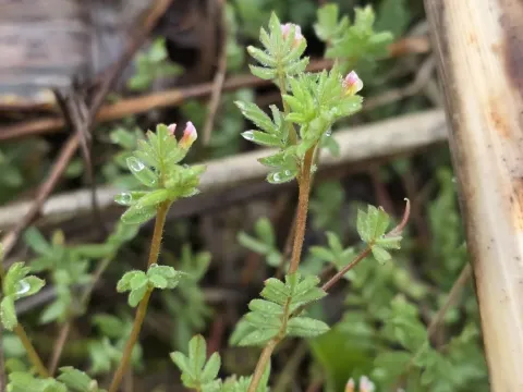 Bird's-foot