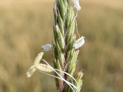 Orcuttia