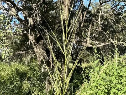 Australian wild rice