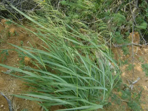 High rice