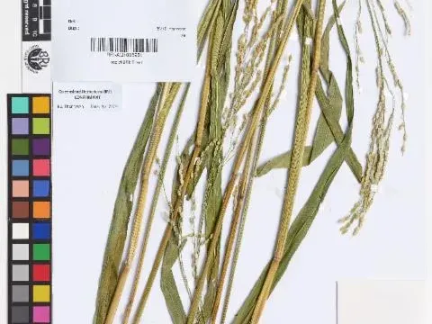 Medicinal rice