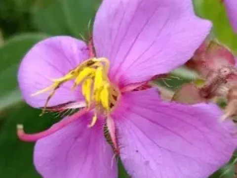Osbeckia
